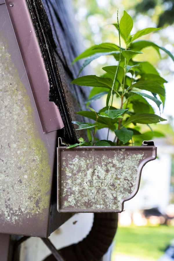 Leaves growing in a clogged gutter, showing why regular cleaning matters
